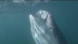 Rekin wielorybi Shows Off Imponująca Mouth