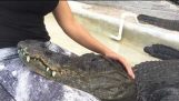 Przytulanie aligatora