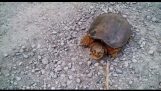 Sköldpadda attacker