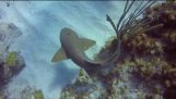 Nurkowanie z instruktorem wyciąga nóż kuchenny z głową rekina w Cayman
