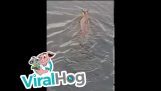 Canguri possono nuotare