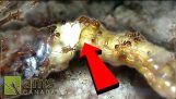 세상에! 불 개미에 의해 멸망 되 고 동안 출산 하는 바퀴벌레
