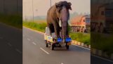 Een olifant vervoeren met 80 km/u