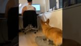 Een hond vraagt ​​om aandacht