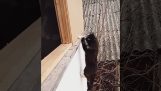 Egy macska eltökélt szándéka, hogy hazatér