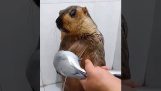 Le bain de la marmotte
