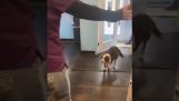 Un chien perdu retrouve son propriétaire