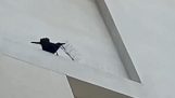 Eine Krähe wird durch die Anti-Vogel-Stacheln gestört