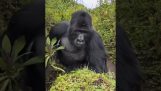Gorila dává lidem vědět, že jsou na jejím území hosty