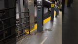 ニューヨークの地下鉄のネズミ