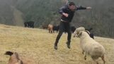羊の攻撃を避ける