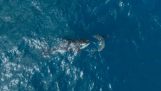 Orca velryba útočí na bílého žraloka