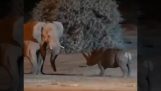 Nashorn greift einen Elefanten an