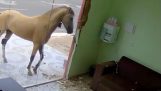 Ein Pferd tritt gegen ein Schaufenster