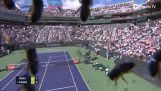 Bijen vallen een tenniswedstrijd binnen