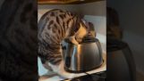고양이가 토스터를 들여다보고 있어요