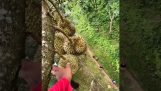 De oogst van de durianvrucht