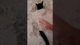 En katt har det gøy å begrave seg i sanden