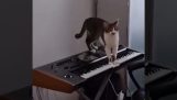 Cat komponuje muzykę do thrillera