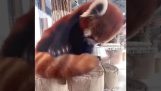 A red panda uses its tail for a pillow