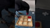 A crow plays trills