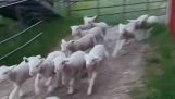 כבשים עומדים מול כלב רועים