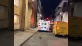 Câinele aleargă după ambulanța care își poartă stăpânul