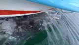 Pływanie łodzią na grzbiecie wieloryba