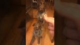 Ένας σκύλος μαθαίνει στο κουτάβι του να κάθεται