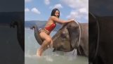 ผู้หญิงพยายามที่จะปีนขึ้นไปบนช้าง