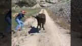 Cum să oprești un taur care alergă