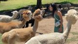 When you try to kiss an alpaca