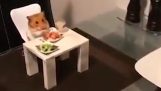 A hamster in the restaurant