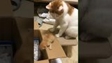 חתול עוזר חתלתול