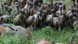 Белоглав хвърлен трупът на антилопа