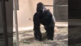 O gorilă face o intrare spectaculoasă