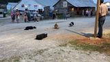 Three sheepdogs lead the ducks in a circle