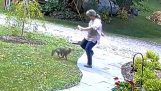Frau von tollwütigen Fuchs angegriffen