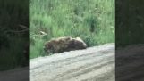 A wounded bear on the roadside