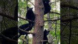 Medvedí strom