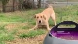 खुश कुत्ता एक स्वचालित गेंद लांचर के साथ खेलता है