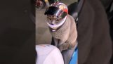 Motorcykelhjelm til katte