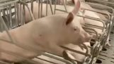 Das Schwein ist entkommen