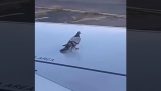 Aerodynamics test with a pigeon