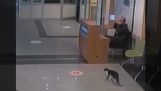 斷腿的貓進入醫院急診室