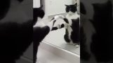 Μια γάτα μπροστά στον καθρέφτη (δείτε μέχρι το τέλος)