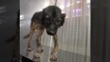 De salvare și de îngrijire pentru un câine cu picioare deformate