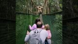 En familj och en apa möts på en bro