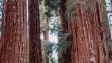 Storleken på en jätte Sequoia