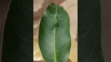 Camouflage af en larve på et blad